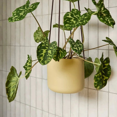 Bloom grote hangpotten kaki (set van 3)