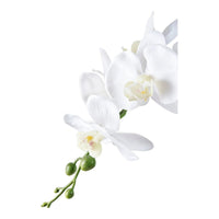 House of Nordic Orchidee kunstplant - groen/wit - 47 cm