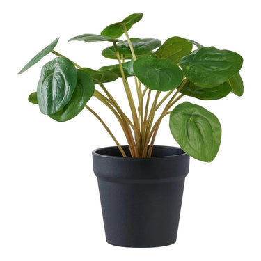 Pelia kunstplant - groen - 14 cm
