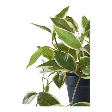 Hoya kunstplant - groen - 33 cm