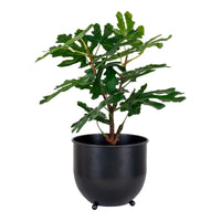 House of Nordic Ficus kunstboom - groen - 60 cm