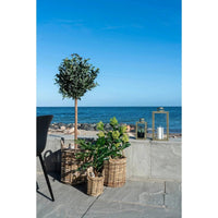 House of Nordic Ficus kunstboom - groen - 60 cm - Mooier Thuis