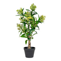 Skimmia kunstboom - groen - 75 cm - Mooier Thuis