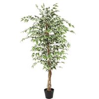 Kunstplant Ficus groen 160 cm - Mooier Thuis