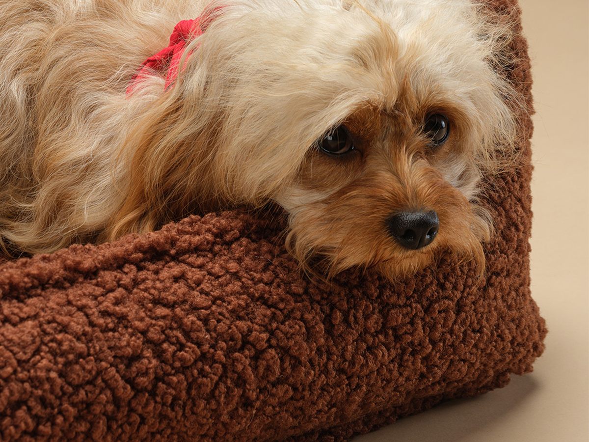 De Wigiwama Pet Club Chair hondenmand Brown - M