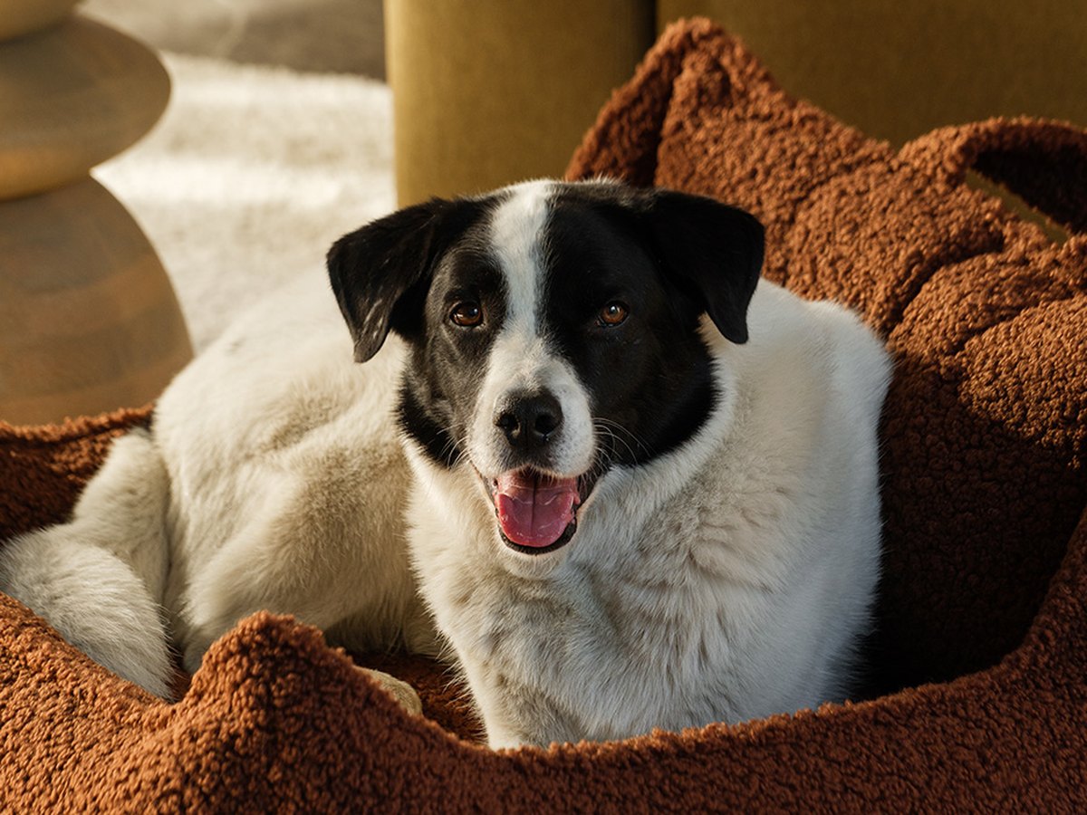 De Wigiwama Pet Club Chair hondenmand Brown - L